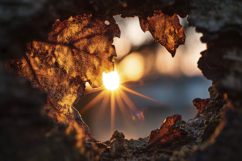 Sun Shine through the Leaves Background Wallpaper Product Image 1