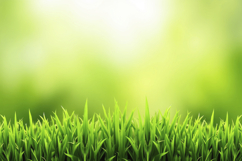 Green Grassy Field with a Blurred Background Wallpaper Product Image 1