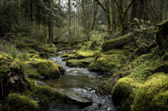 Rainforest Creek Background Wallpaper Product Image 1