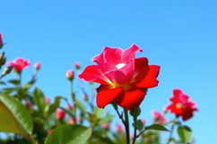Red Rose Flower Background Product Image 1