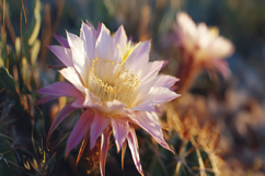 Echinopsis Cactus Background Wallpaper Product Image 1