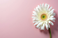 Gerbera Daisy Flower Background Wallpaper Product Image 1