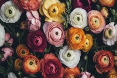 Persian Buttercup Background Wallpaper Product Image 1