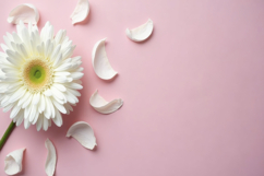 White Gerbera Daisy Flower Background Wallpaper Product Image 1