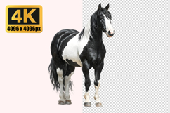 Black and White Horse Transparent PNG Product Image 1