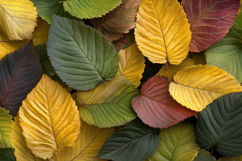 Colorful Leaves Background Wallpaper Product Image 1