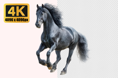 Friesian Horse Transparent PNG Product Image 1