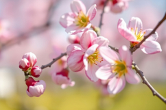 Cherry Blossom Background Product Image 1