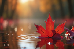 Maple Leaf Floating on a Tranquil Water Background Wallpaper Product Image 1