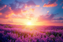Lavender Field Background Wallpaper Product Image 1