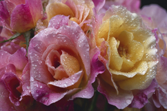 Rose Flower Background Product Image 1