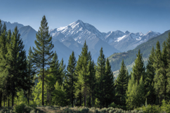 Coniferous Trees Background Wallpaper Product Image 1