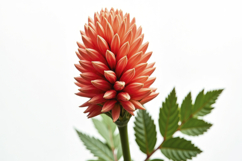 Torch Ginger Flower with White Background Wallpaper Product Image 1