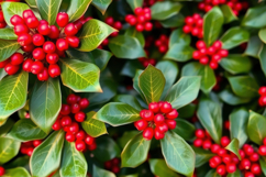 Red Berries With Leaves Background Product Image 1