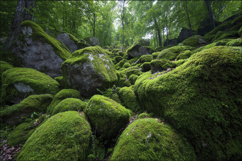 Dense Forest Scene Background Wallpaper Product Image 1