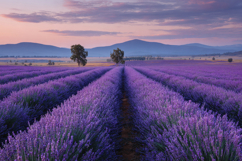 Lavender Field Background Product Image 1