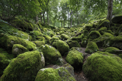 Landscape within a Dense Forest Background Wallpaper Product Image 1