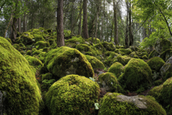Mossy Forest Scene Background Wallpaper Product Image 1