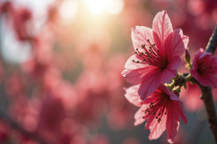 Cherry Blossoms Background Wallpaper Product Image 1