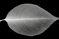 Leaf on Black Background Product Image 1