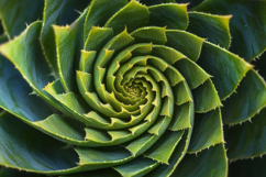 Spiral Aloe Background Wallpaper Product Image 1