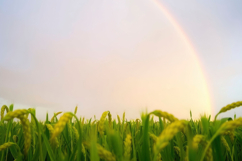 Rainbow Green Field Background Product Image 1