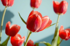 Red Tulip Field Background Product Image 1