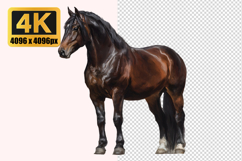 Brown Horse Transparent PNG Product Image 1