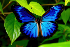 Blue Butterfly With Leaves Background Product Image 1