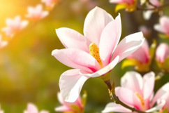 Pink Flower Background Product Image 1