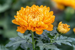 Orange Flower Background Wallpaper Product Image 1