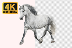 Andalusian Horse Transparent PNG Product Image 1
