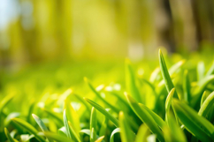 Fresh Green Grass Background Product Image 1