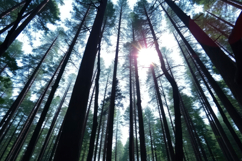 High Tree With Forest Background Product Image 1
