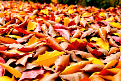 Autumn Leaves Background Product Image 1