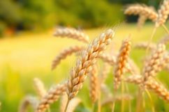 Wheat Field Background Product Image 1