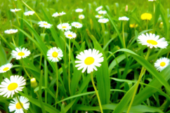 Common Daisy Background Product Image 1