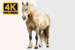 Horse Transparent PNG Product Image 1