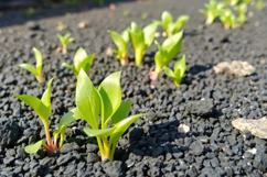 Plant Growing Seedling Background Product Image 1