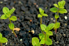Green Leaf Growing Background Product Image 1