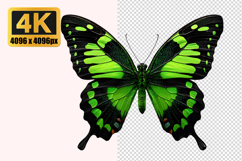 Green Swallowtail Butterfly Transparent PNG Product Image 1