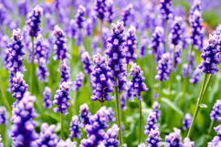 Purple Lavender Background Product Image 1