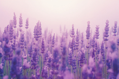Lavender Field Background Product Image 1