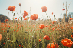 Vibrant Field of Poppy Flowers Background Wallpaper Product Image 1