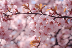 Cherry Blossom Floral Background Product Image 1