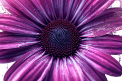 Closeup Of Purple Flower Background Product Image 1