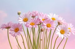 Soft Pink Daisy Flower Background Wallpaper Product Image 1