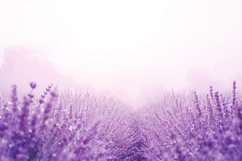 Purple Lavender Field Mist Background Wallpaper Product Image 1