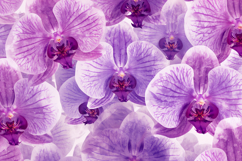 Purple Orchid Pattern Background Wallpaper Product Image 1
