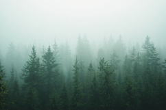 Mist Jungle Background Product Image 1